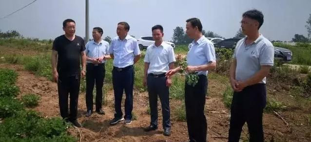 罗山县尤店乡全力推进花生产业发展