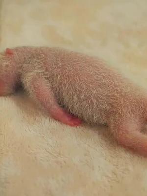大熊猫也是有尾巴的哦不过这位小宝宝的尾巴看起来似乎像金箍棒04