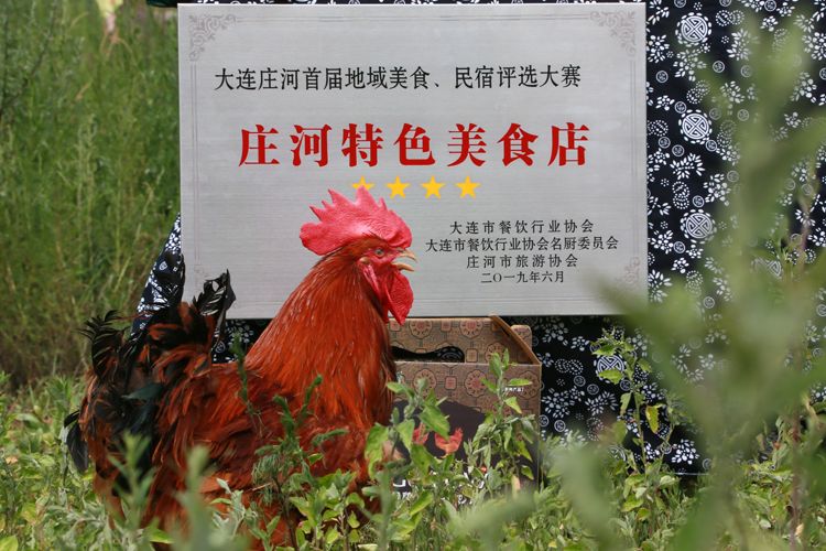 淘宝直播庄河大骨鸡等名优特产