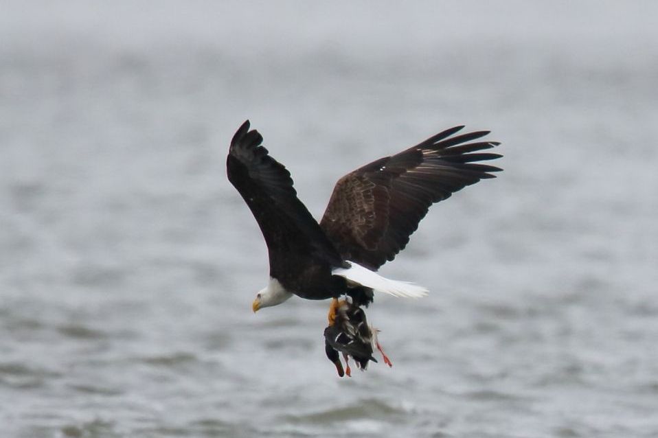 老鹰捕猎全过程让人意想不到的结果太丢鹰了