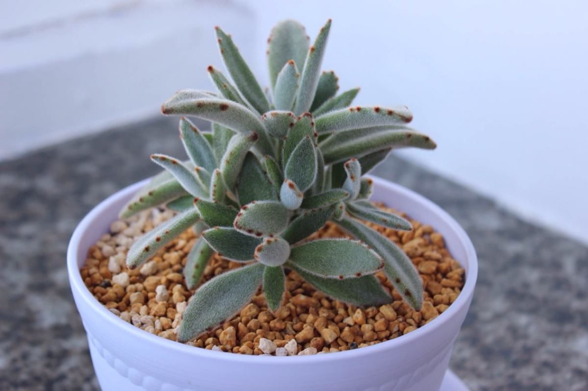 原创这几种多肉浇水别滴到叶片上面不然就黑腐给你看