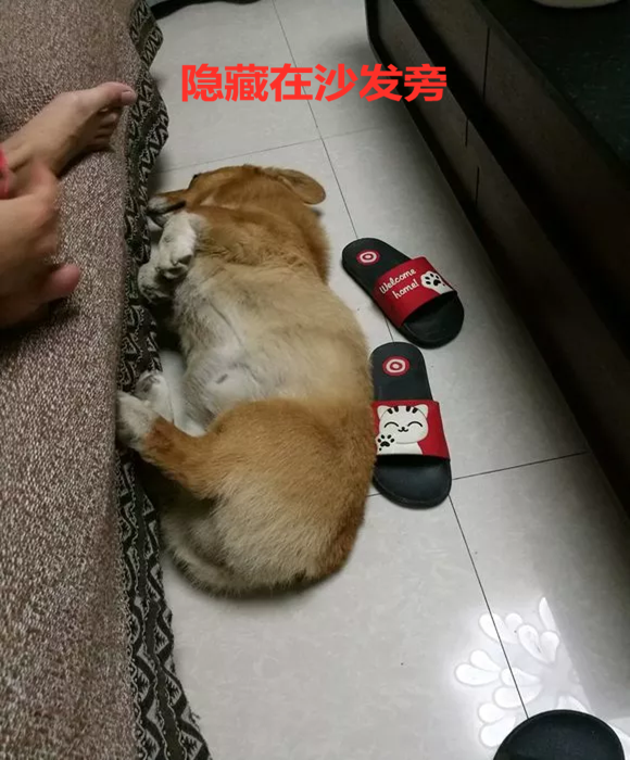 起床时不小心踩到柯基,铲屎官却笑开了花:一秒变兔斯基_狗狗