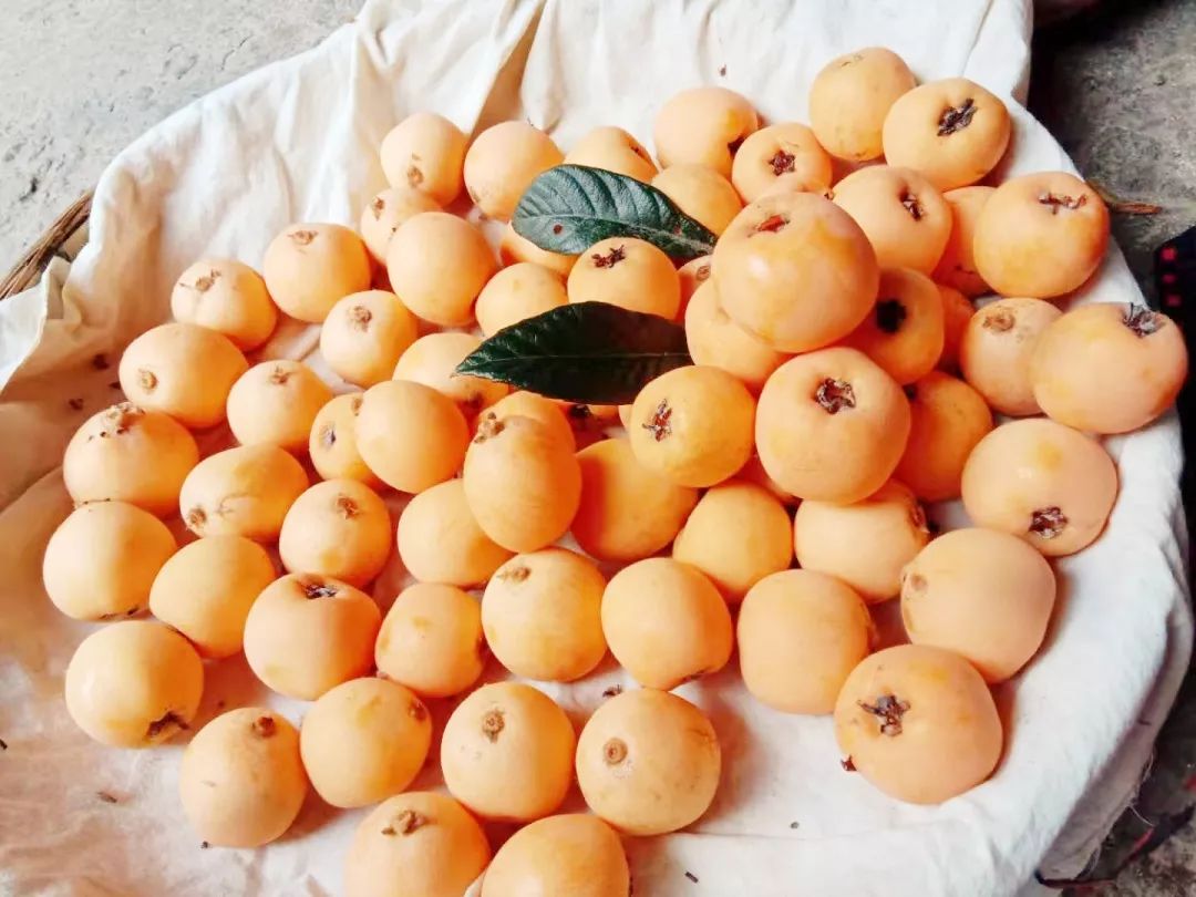 七月里石棉超晚熟大五星枇杷仍浓甜郁香