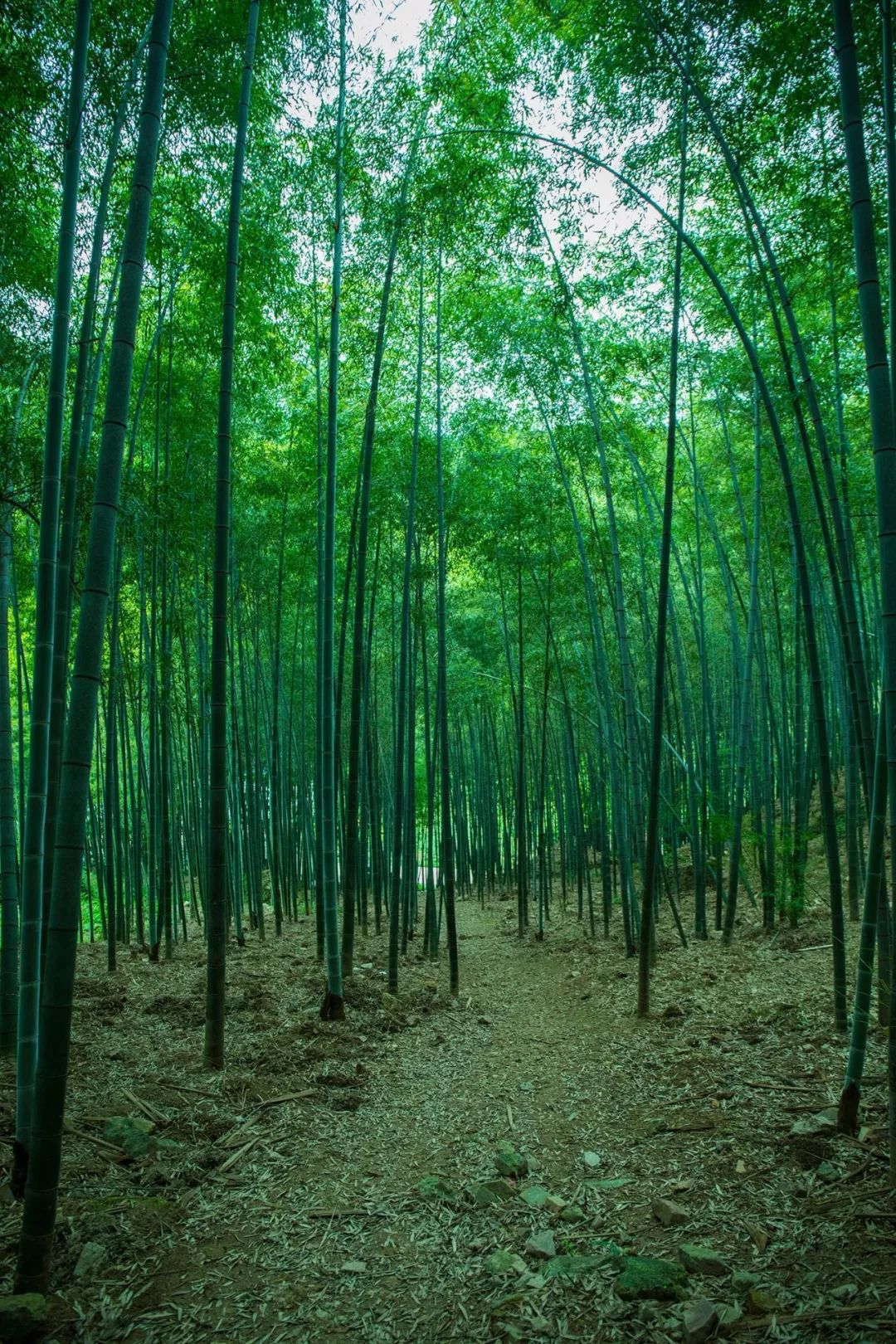 諸暨驚現小眾秘境!比《臥虎藏龍》的竹海更美!_竹林