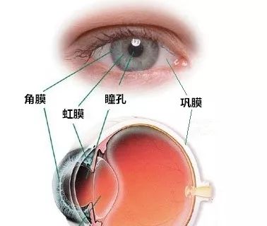 巩膜的位置图片