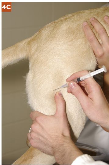 犬猫肌肉注射常用部位图片