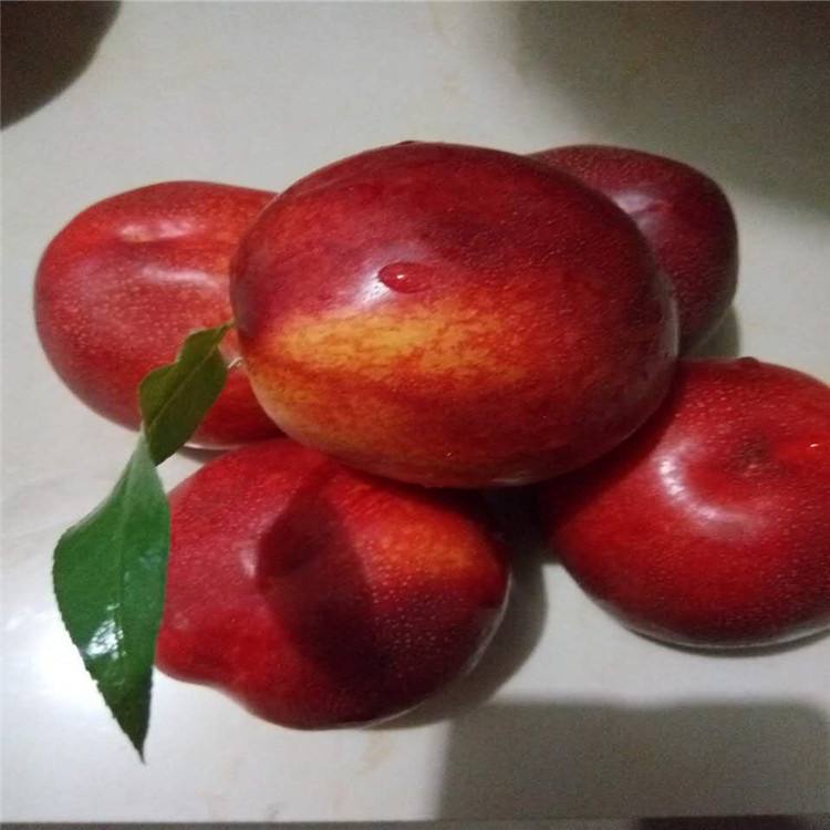 早熟黄肉油桃新秀中油27号