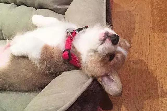 每个清晨睡不醒的狗子都是可爱的