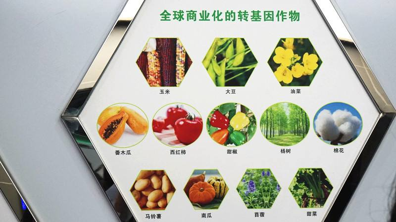 原创中国人的体内已经出现了转基因作物的常见基因专家辟谣