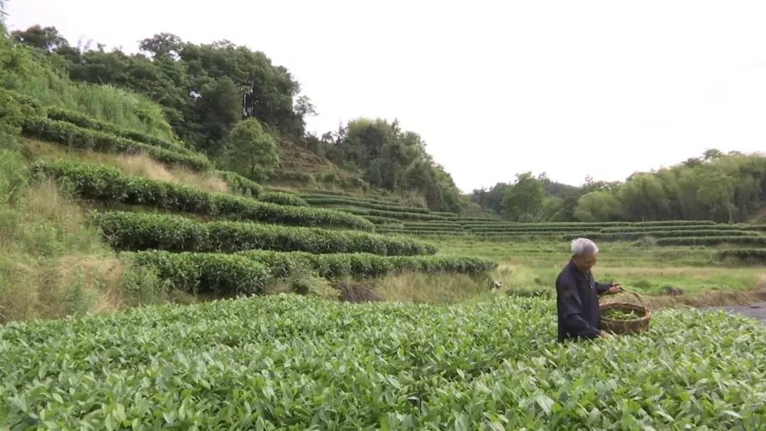 点头镇柏柳村图片