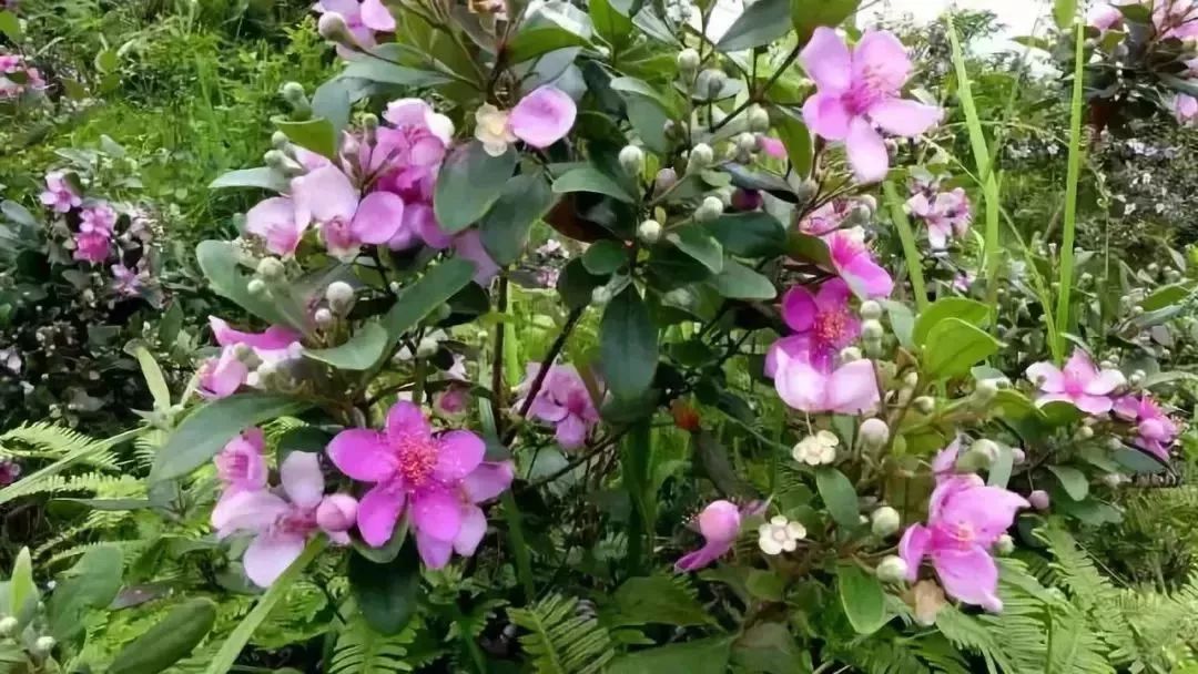 石龙人熟悉的"捻子"又暴涨啦,一棵最贵1200元