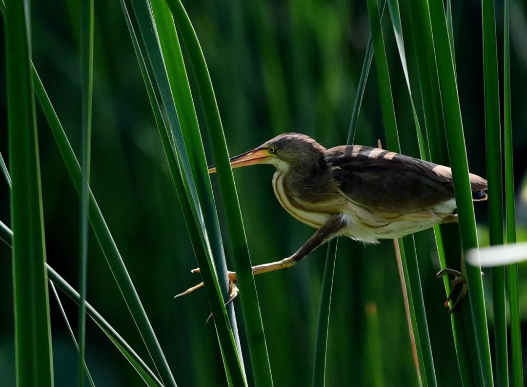 已经发现金翅雀,黄腰柳莺,北红尾鹬,苍背山雀,棕背伯劳和各种鹭鸟