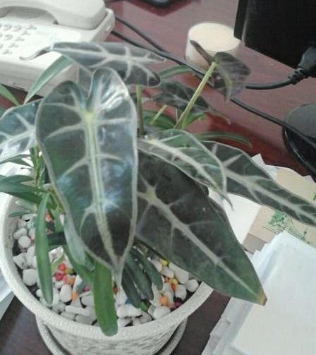 解除认知上的误差,观音莲有两种,有毒的是天南星科观音莲