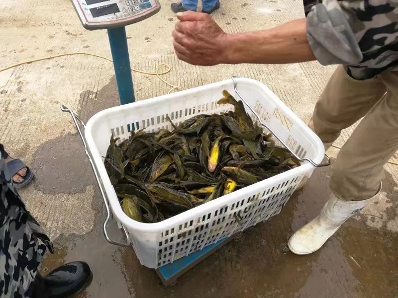 100斤黄骨鱼一天喂多少饲料 100斤黄骨鱼一天喂多少饲料好