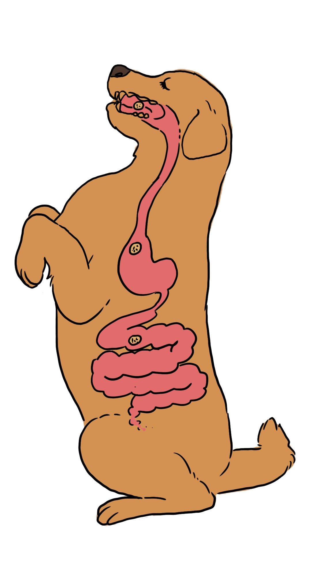 狗胃示意图图片