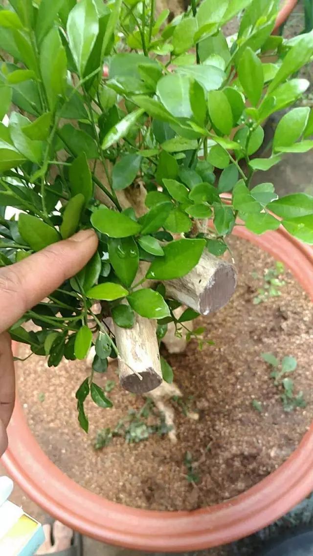 盆景设计i九里香造型设计用好下跌枝弥补盆景枝点不到位