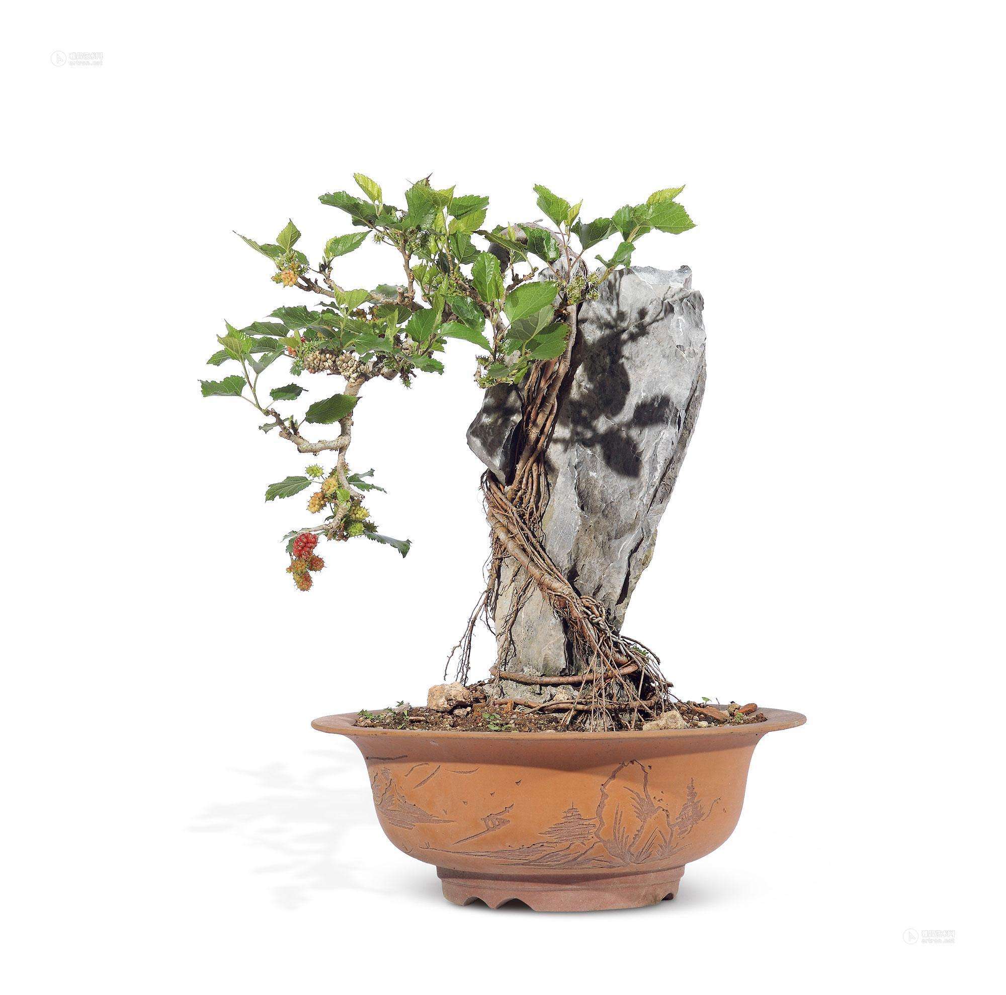 小小桑树作用大: 园林绿化,防风御沙,发家致富全靠它