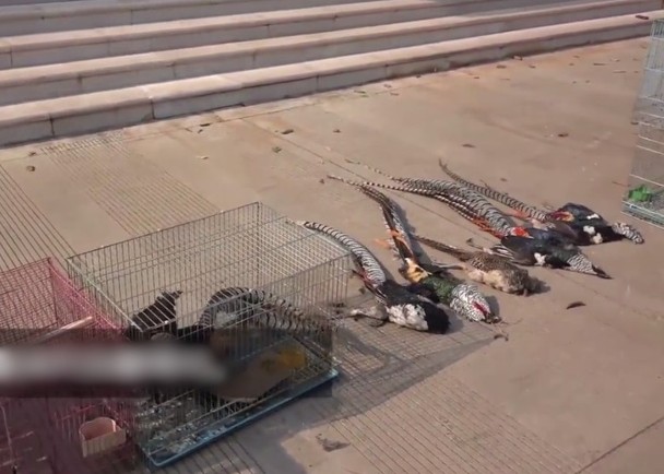 原创两名男子树林内播放鸟叫声诱捕16只二级保护动物白腹锦鸡