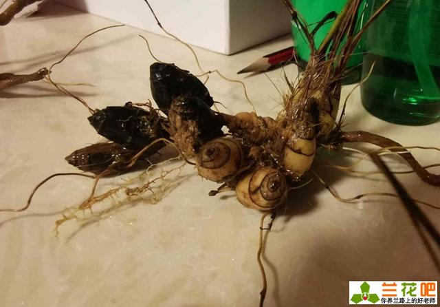 兰花假鳞茎的特点和作用