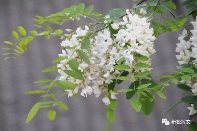 【来稿选粹】张春彦| 笨槐_槐树