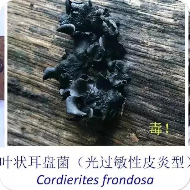 别吃我我有毒