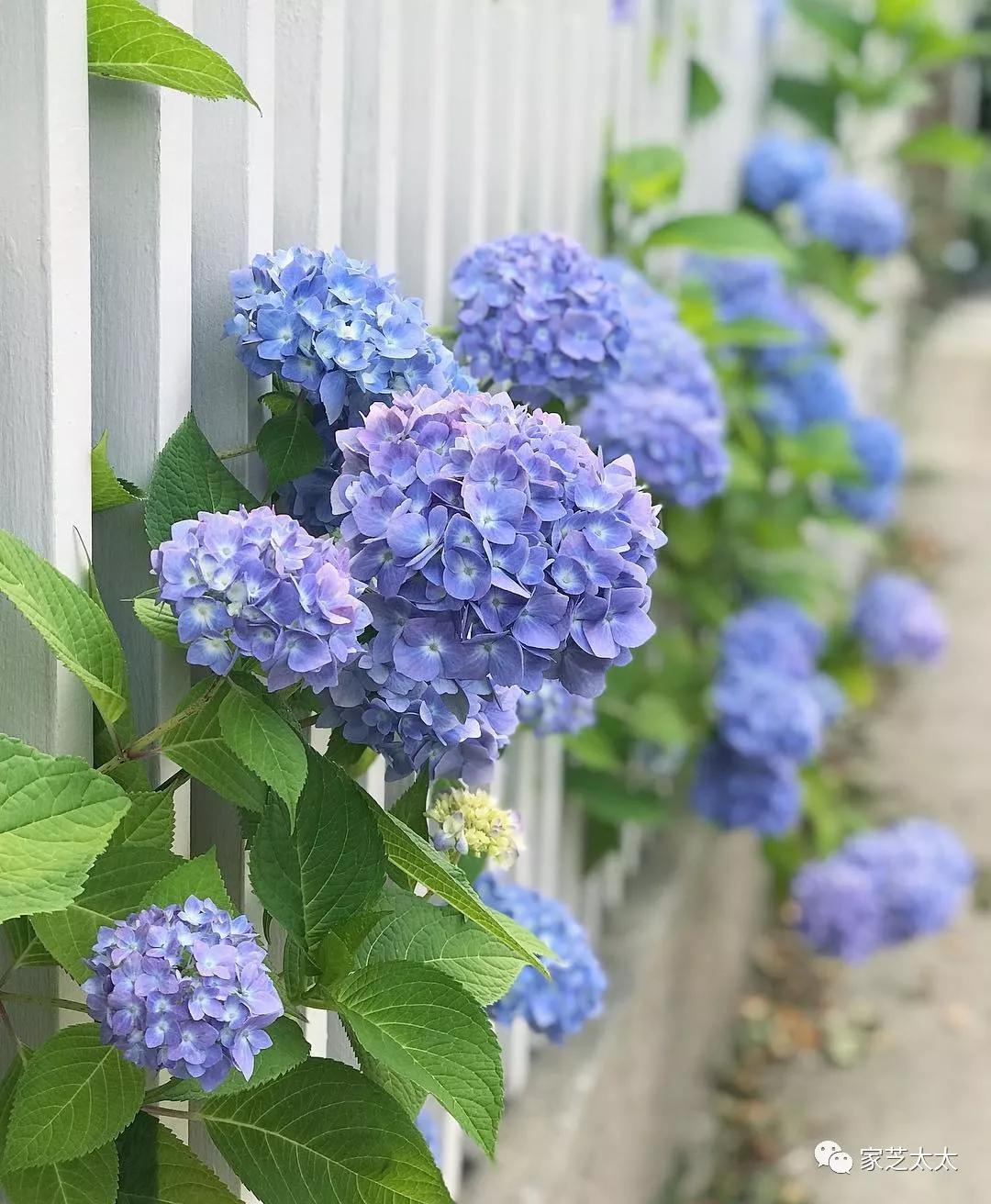 3步打造5平米阳台花园_植物