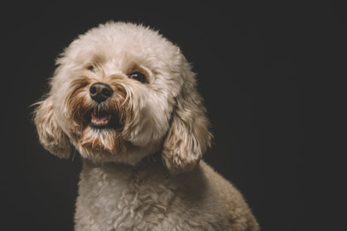 幼犬5个月食欲下降,狗狗食欲下降是缺什么_运动