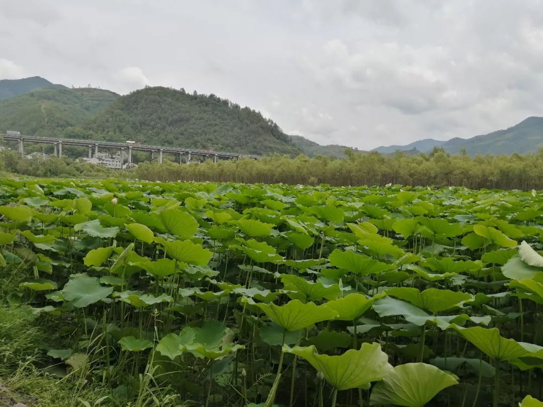 67安康周边纳凉避暑好去处千亩荷塘柳林夏天自驾首选
