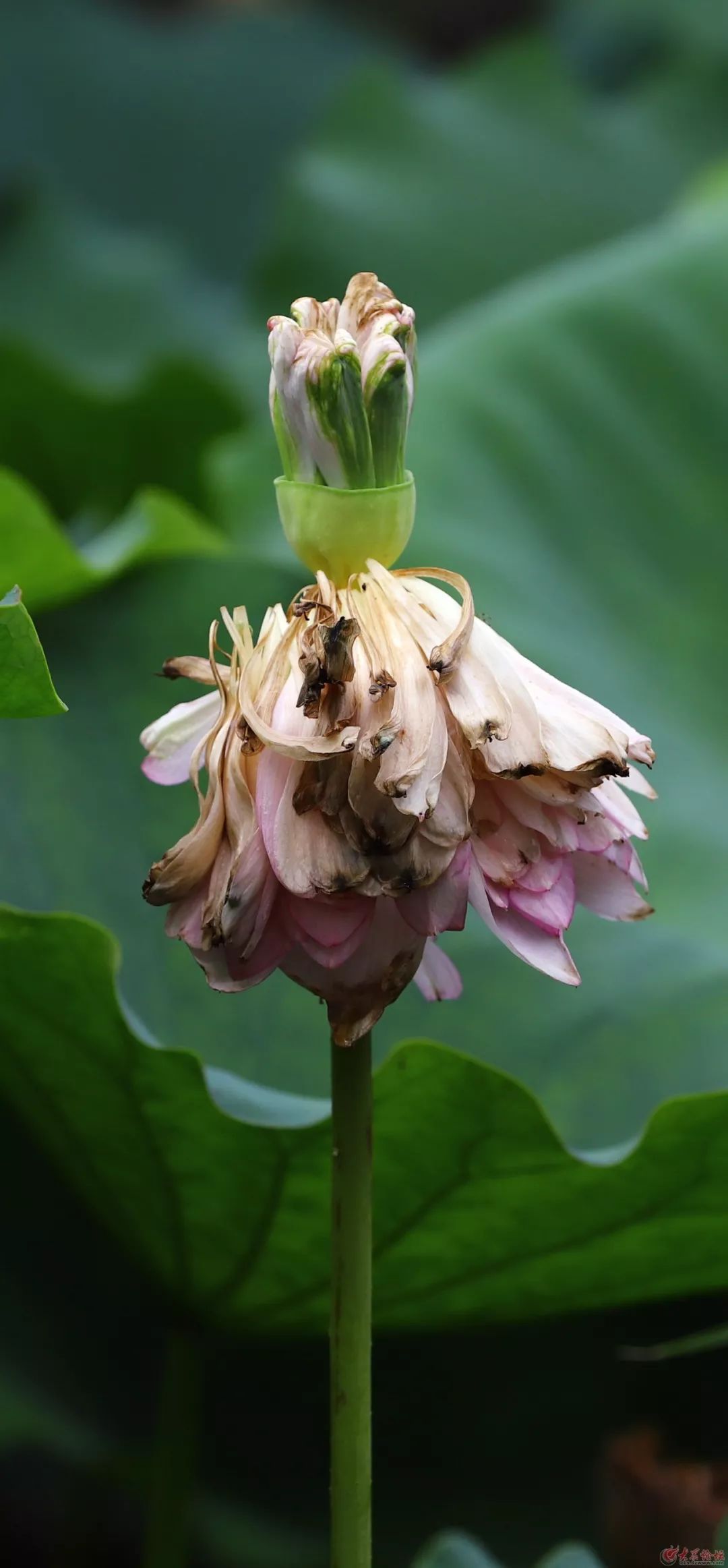 坛话| 岁岁年年,峄城荷花含苞待放!