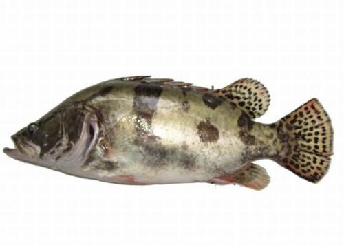 季鱼少骨,炒片最佳_鳜鱼