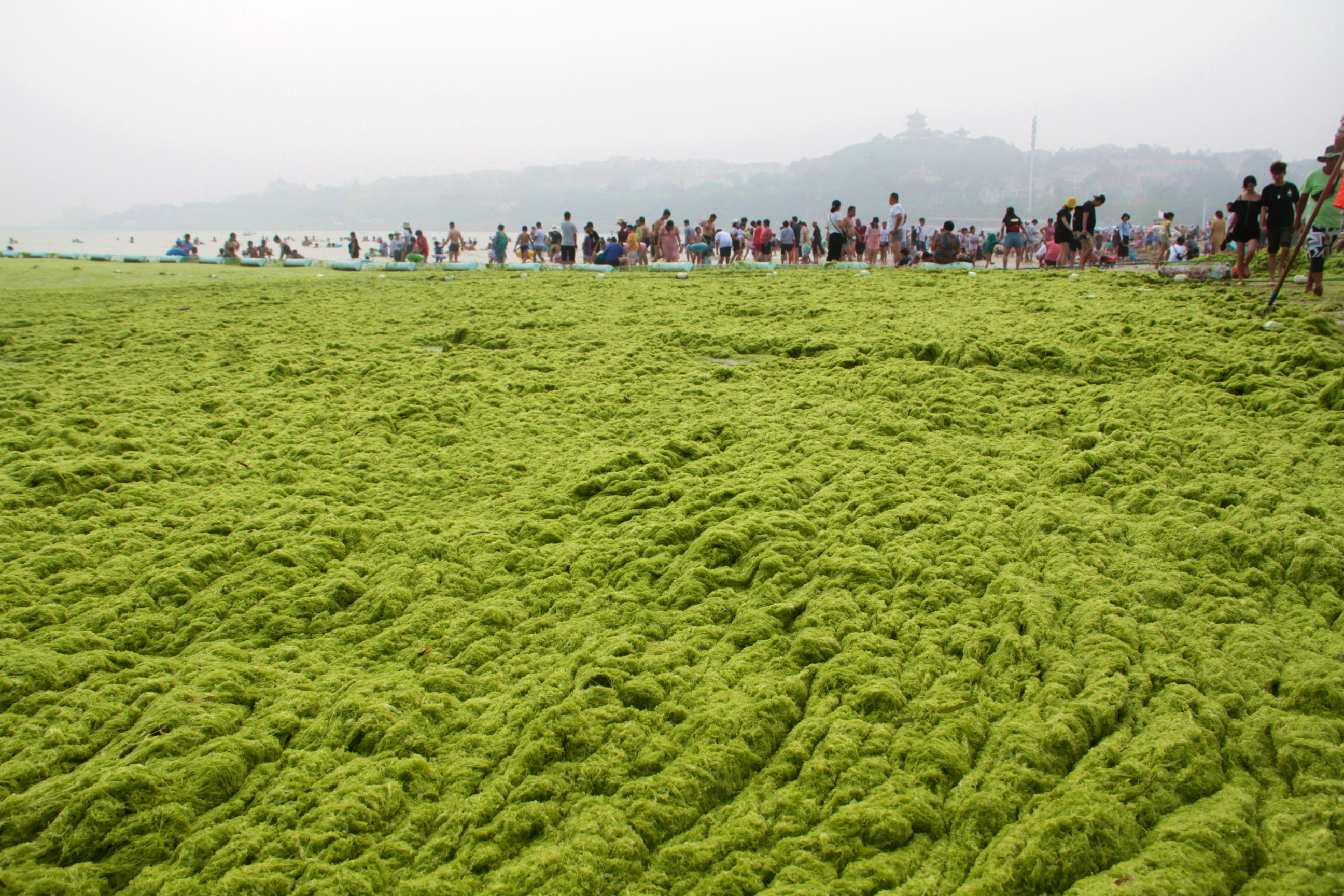 青岛海边浒苔图片图片