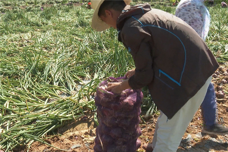 高台县洋葱陆续采挖上市