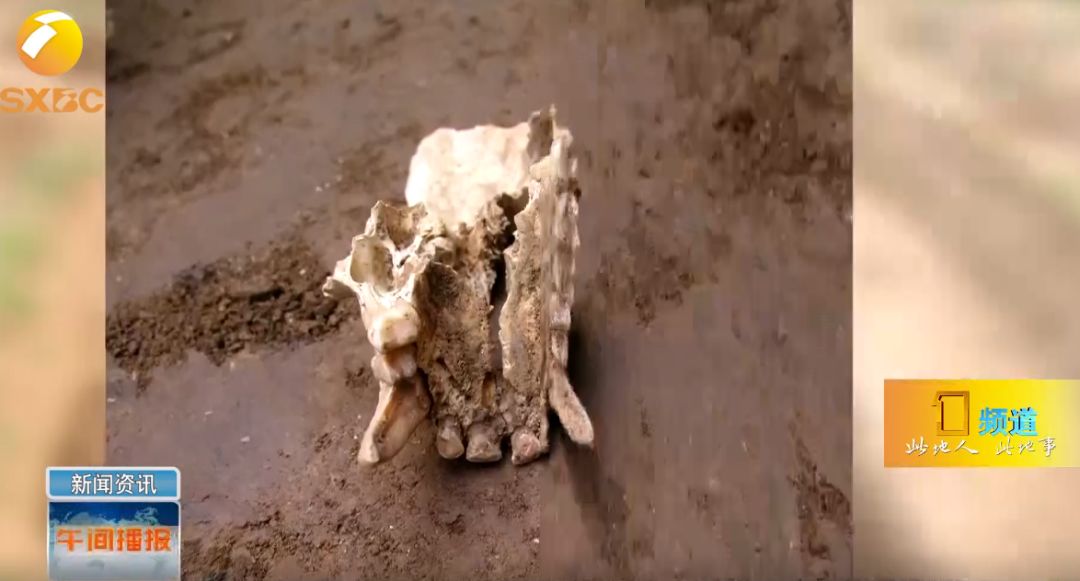 秦国墓葬又现奇珍异兽被命名帝国君子长臂猿