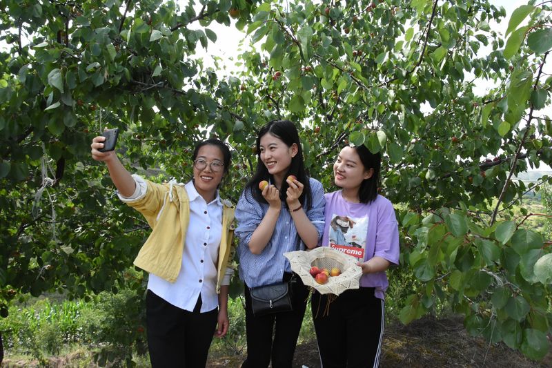 寧夏彭陽:紅梅杏