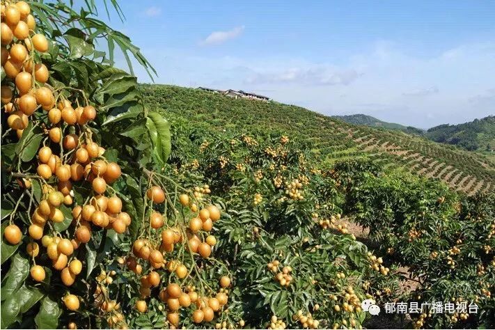 速收这是一份来自中国无核黄皮之乡的邀请