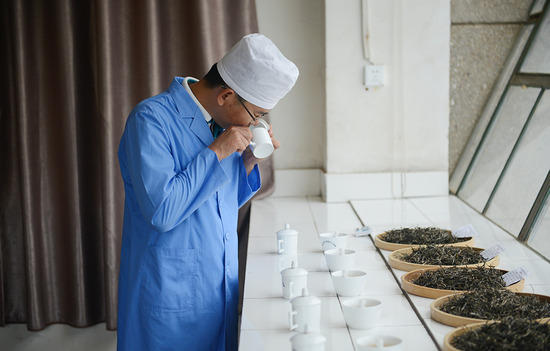 勐库戎氏博君熟茶引领普洱茶发展新风向