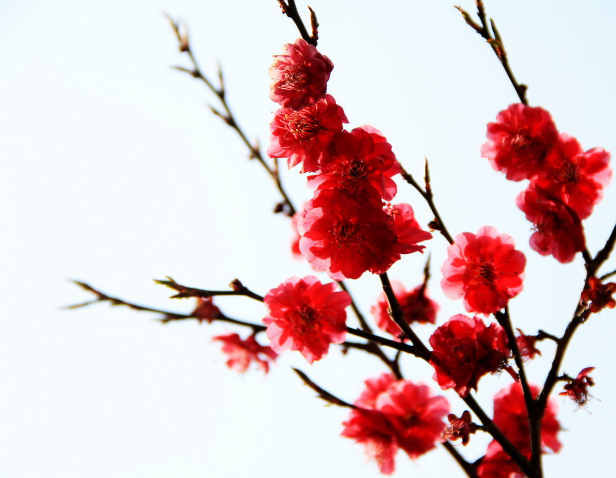 中国花卉协会推荐牡丹为国花 网友:难道不是吗?