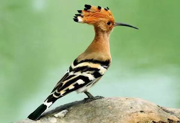 昆嵛精灵独特易认的臭姑姑