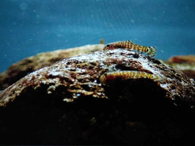 在深谷溪水中栖息着一种"爬石鱼",常聚在一起吸食石头上的苔藓