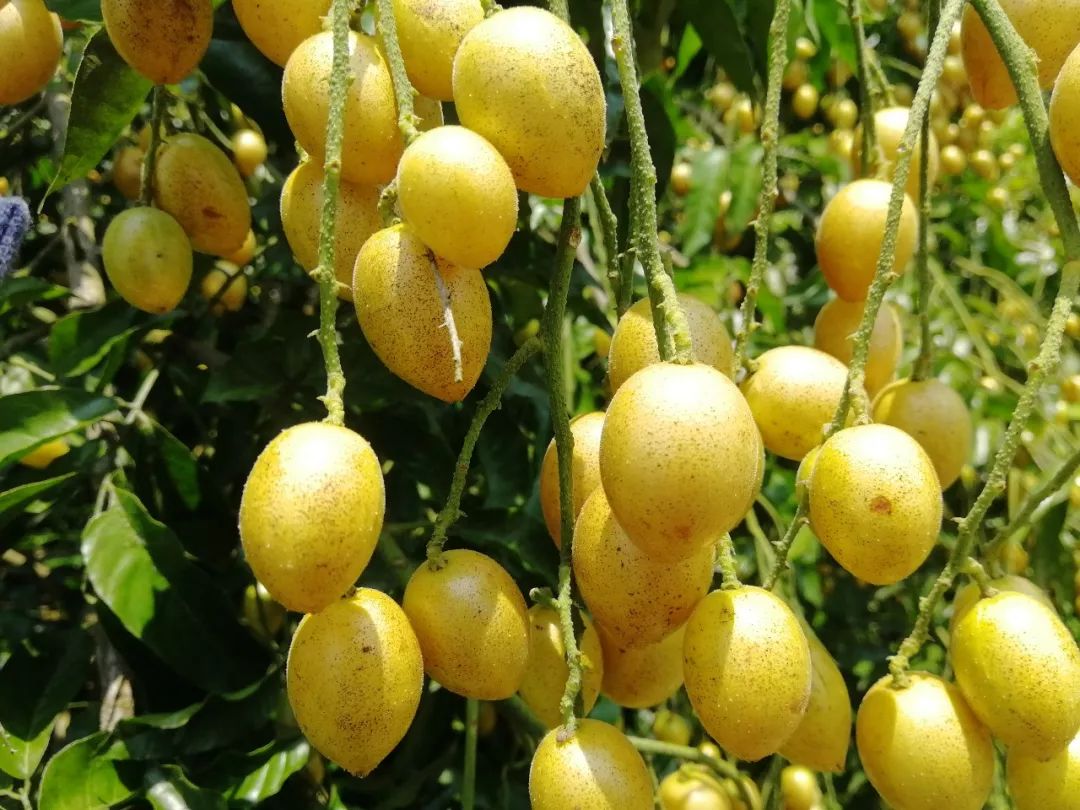 季夏之果,黄皮之乡,让我带你去