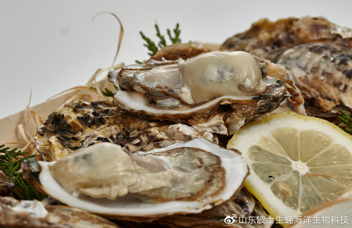 博士生蚝搭配美酒带来绝妙冰爽无法拒绝的夏日美味乳山生蚝