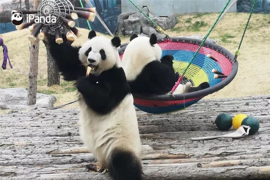 猫的刻板行为,行为,猫的行为解读(第3页)_大山谷图库
