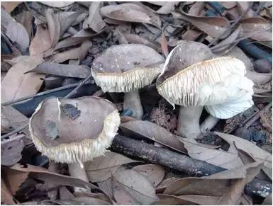 我国野生蘑菇中毒十问十答