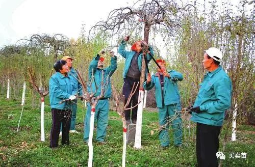 苗木在移栽時為什麼要進行修剪