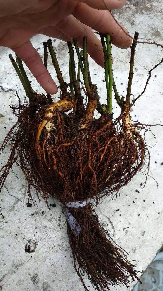 众人青睐的实生根接月季为啥买不到,揭秘让月季养几十年的技术_根系