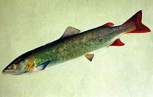 东极美味饕餮鱼宴