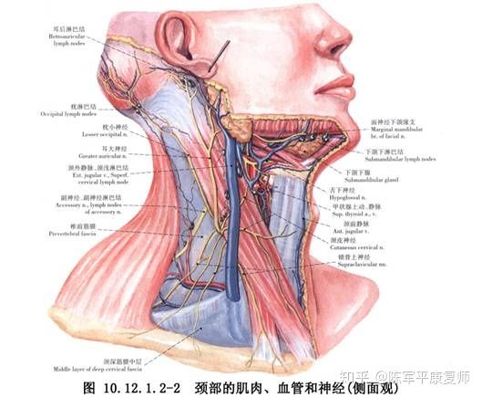 胸鎖乳突肌長在乳突,枕骨上項線外側1/2,止點長在胸骨柄前表面,鎖骨頭