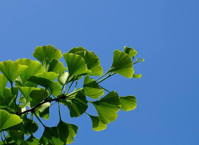 绿色是迷人的色彩是繁荣的象征是生命的依托是健康的保证