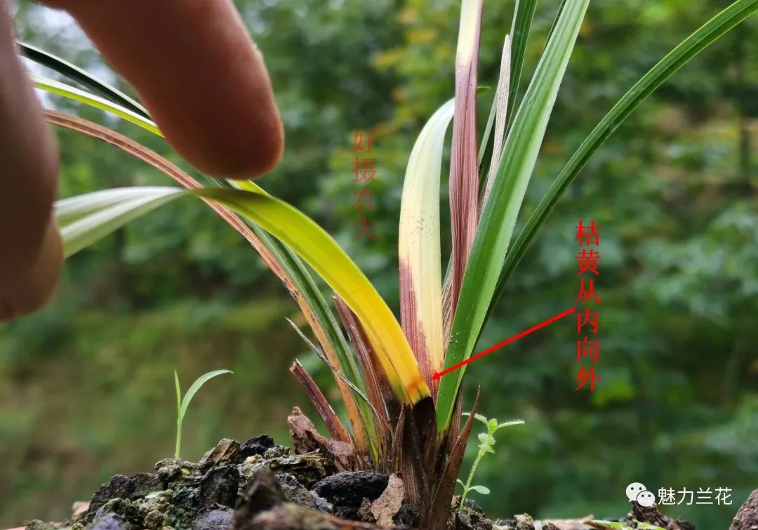 种植兰花必学,这样的兰花枯苗,你知道原因吗?
