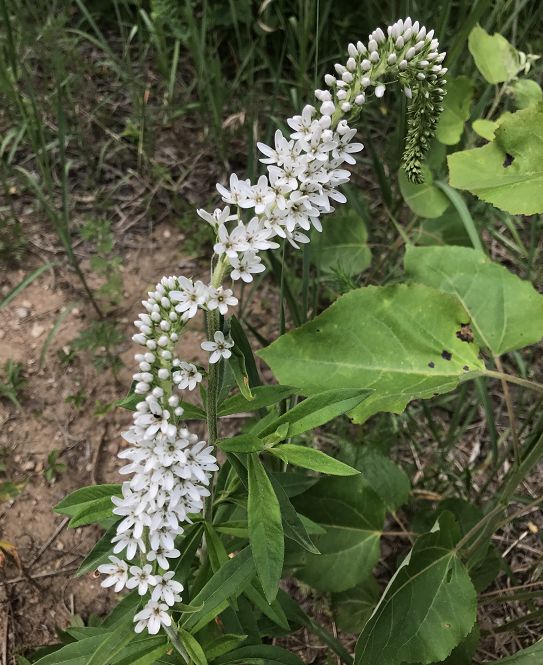 猎奇神奇生物到京郊避暑胜地来一场科考之旅